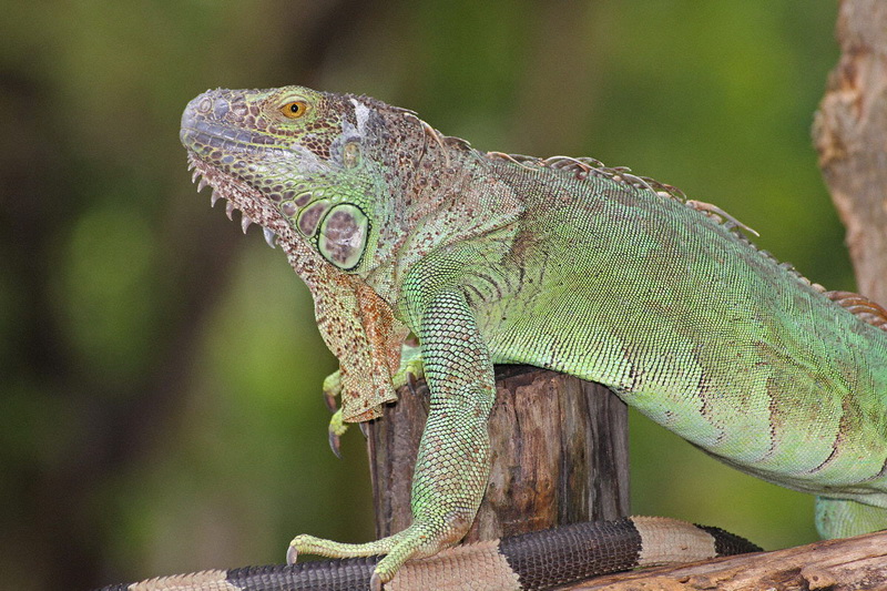 Thailand, Pattaya, Khao Kheow Open Zoo